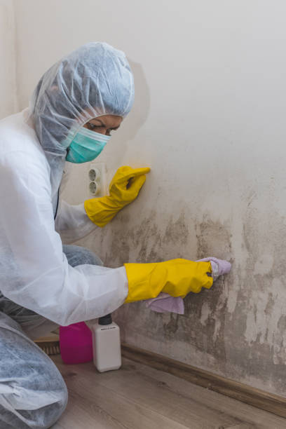 Best Real Estate Mold Inspection  in Rochester Institute Of Technology, NY